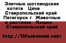 Элитные шотландские котята › Цена ­ 8 000 - Ставропольский край, Пятигорск г. Животные и растения » Кошки   . Ставропольский край